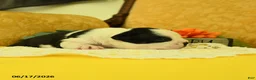 Boston Terrier dogs for sale: Vera - Ad 5