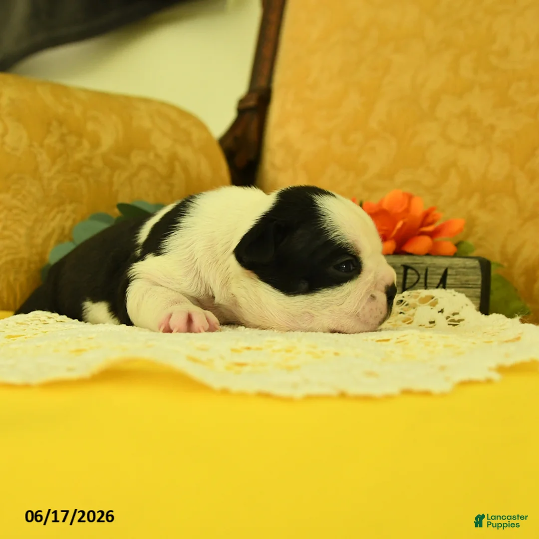 Boston Terrier dogs for sale: Vera - Ad 5