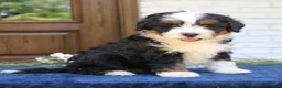 Mini Bernedoodle dogs for sale: Ranger  - Ad 3