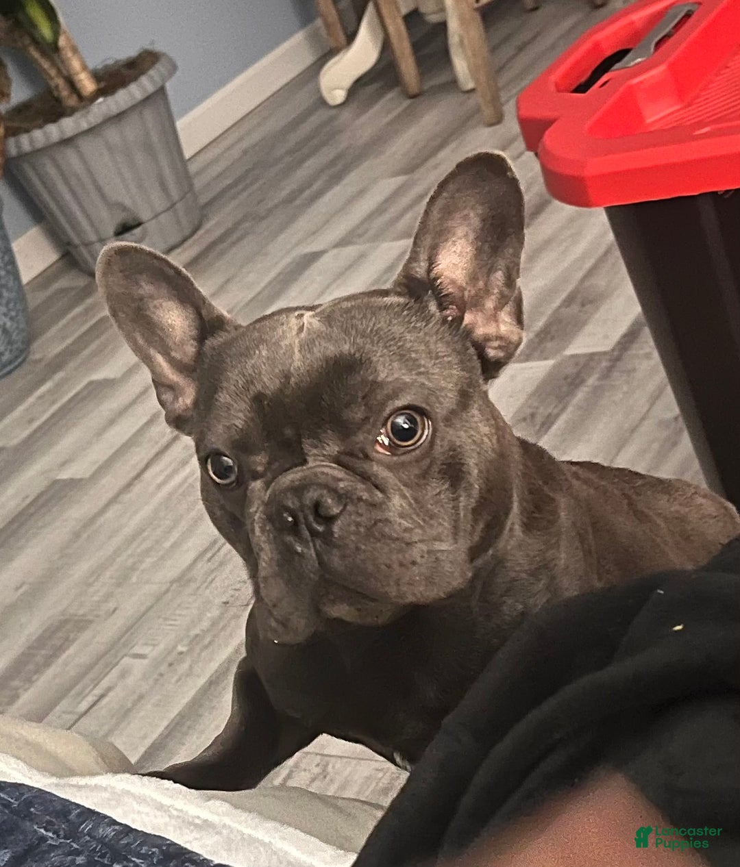 French Bulldog dogs for sale: French Bulldog Puppy 7 - Ad 16