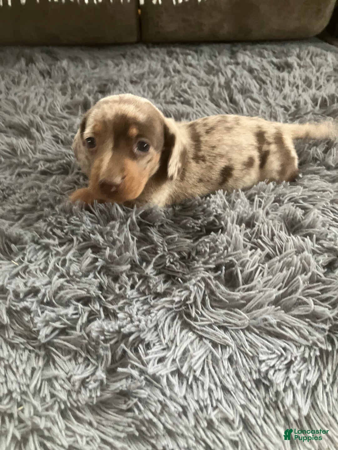 Miniature Dachshund dogs for sale: Akc Lamar - Ad 3
