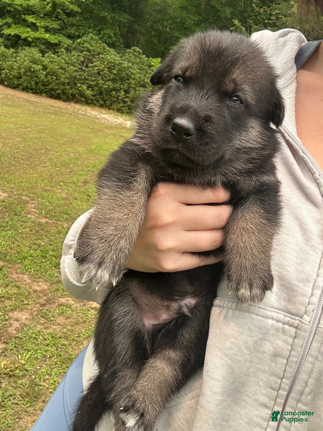 Gerberian Shepsky dogs for sale: Gerberian Shepsky 3 - Ad 2