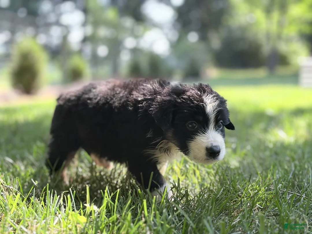 Australian Shepherd dogs for sale: Maple - Ad 3