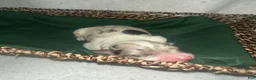 Border Collie dogs for sale: Sage - Ad 5
