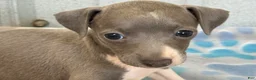 Italian Greyhound dogs for sale: Swan - Ad 6