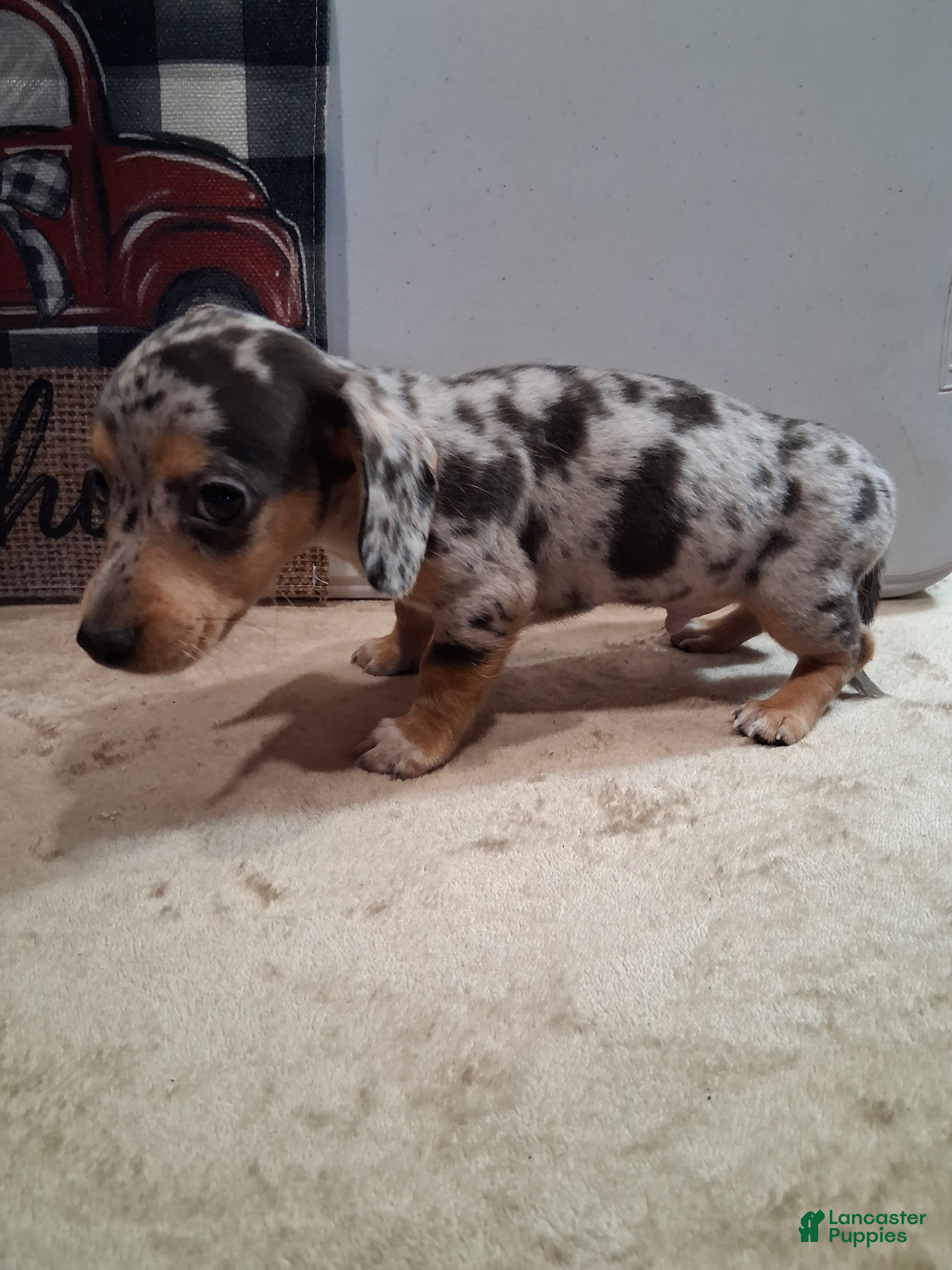Miniature Dachshund dogs Henry - Ad 1