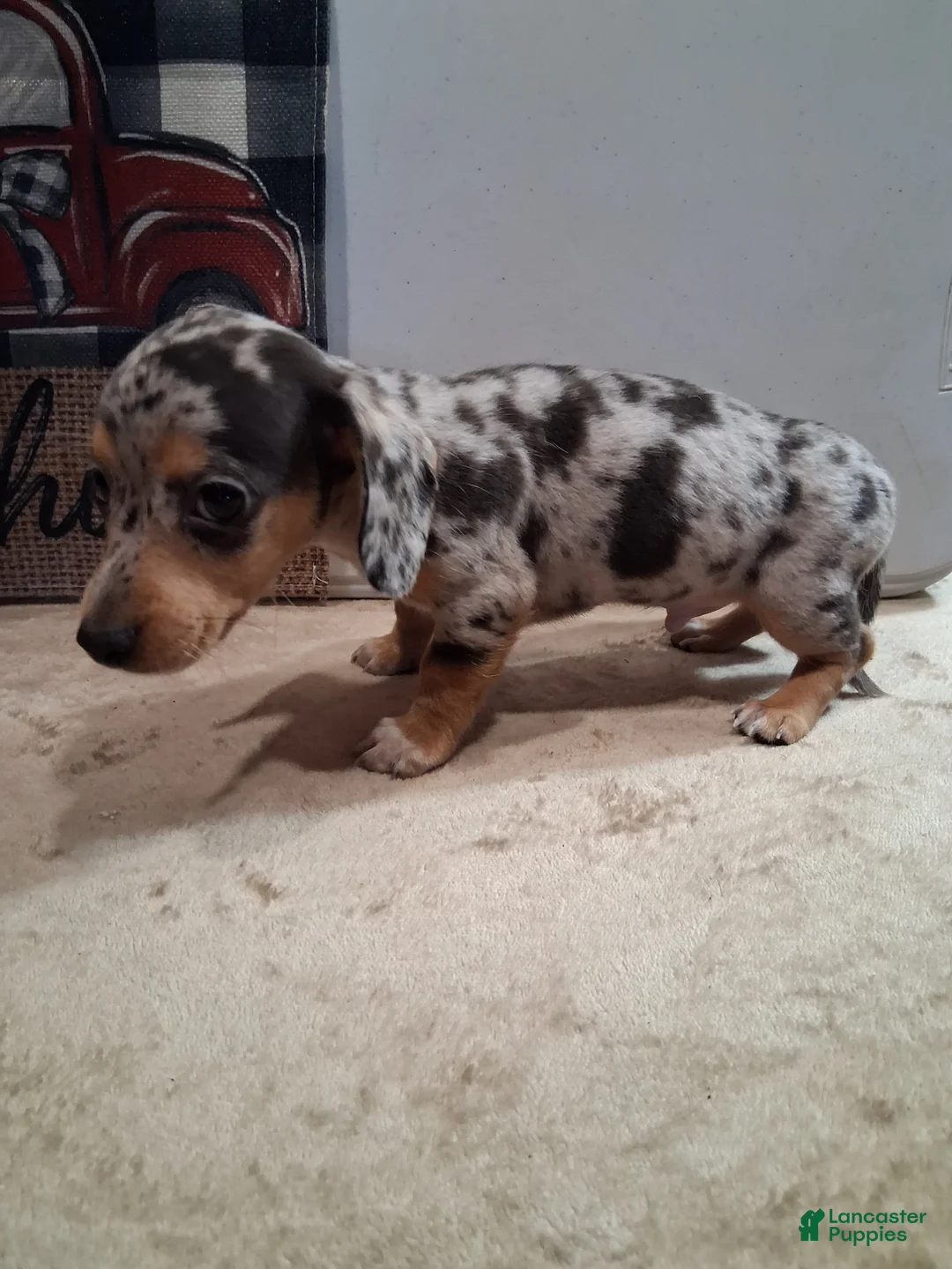 Miniature Dachshund dogs for sale: Henry - Ad 1