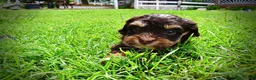Havapoo dogs for sale: Vixen - Ad 12