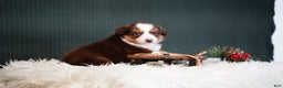 Miniature Australian Shepherd dogs for sale: Daisy - Ad 5