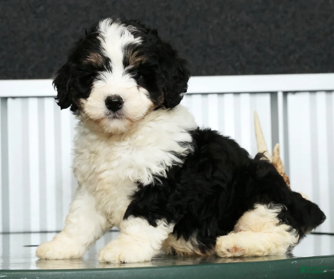 Mini Bernedoodle dogs for sale: Thor - Ad 2