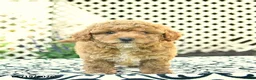 Toy Poodle dogs for sale: Buddy  - Ad 2