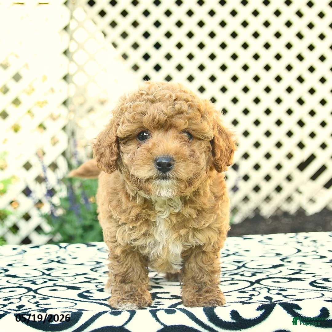 Toy Poodle dogs for sale: Buddy  - Ad 2