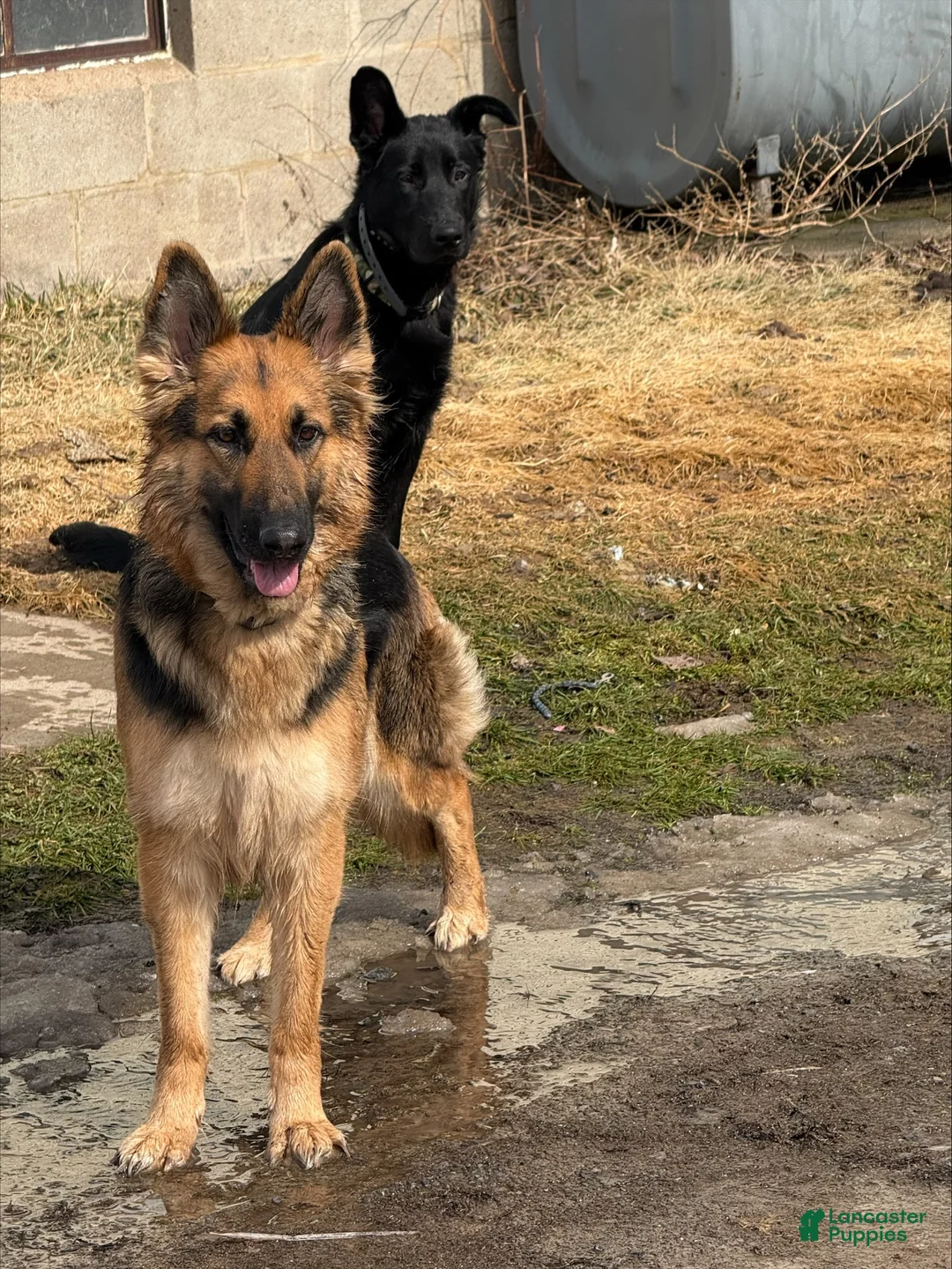Sheprador dogs for sale: Ash - Ad 3