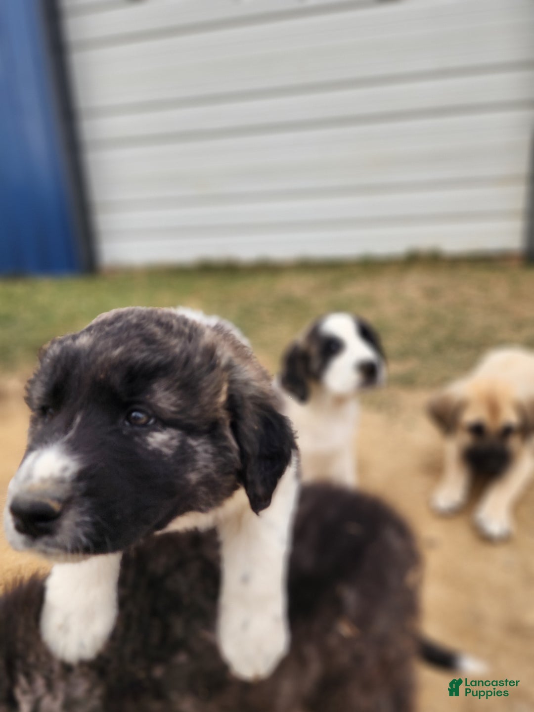 Anatolian Shepherd dogs for sale: Zena 2025 F1 ASD puppy - Ad 23