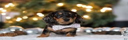 Miniature Dachshund dogs for sale: Macy - Ad 7