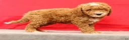 Miniature Poodle dogs for sale: Max - Ad 6