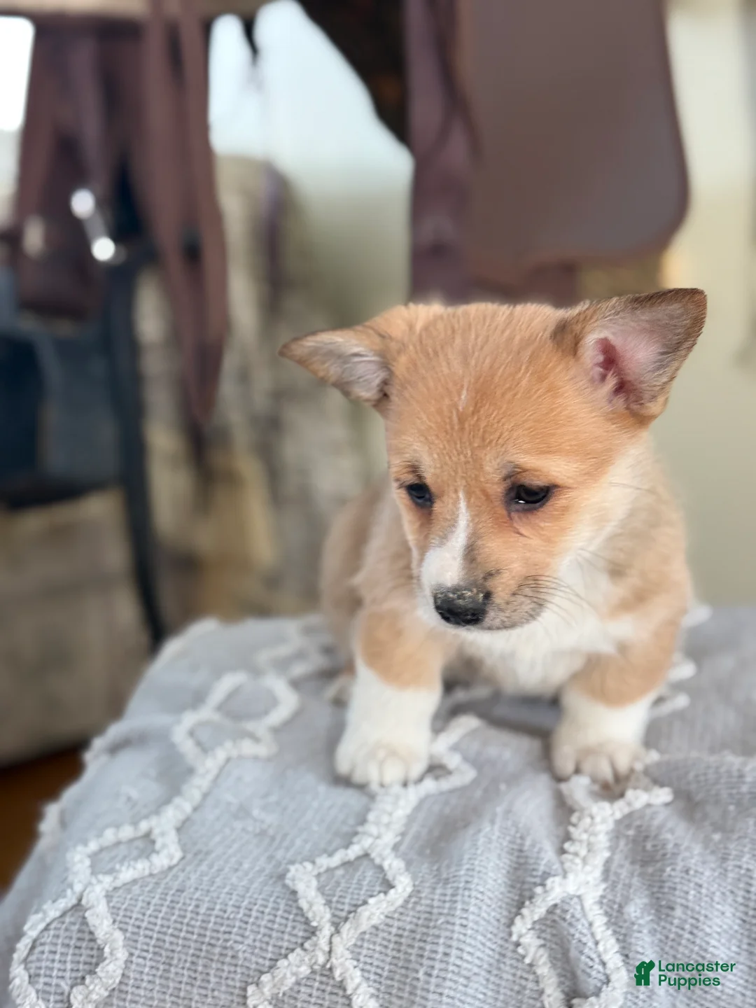 Welsh Corgi Pembroke dogs for sale: Fern - Ad 5