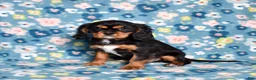 Cavalier King Charles Spaniel dogs for sale: Blaze | Genetically Screened  - Ad 4