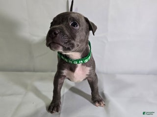 American Bully dogs - Ad 16