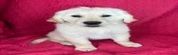 Golden Retriever dogs for sale: Greta - Ad 2