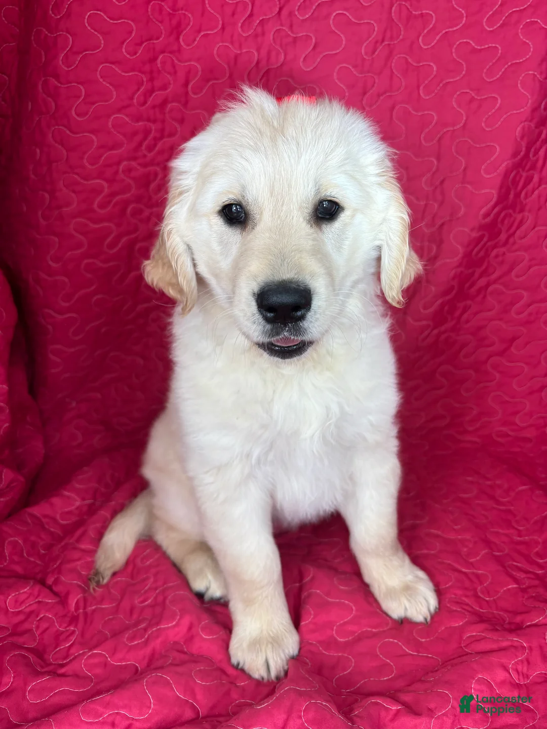 Golden Retriever dogs for sale: Greta - Ad 2