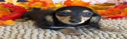 Miniature Dachshund dogs for sale: Justin - Ad 3