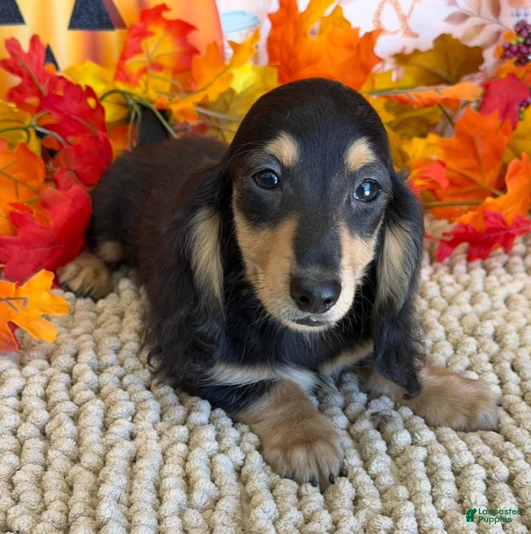 Miniature Dachshund dogs for sale: Justin - Ad 3