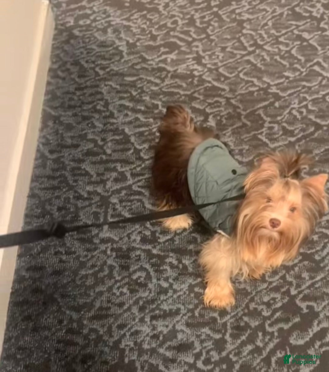 Yorkshire Terrier dogs for sale: Yorkshire Terrier Puppy 2 - Ad 3