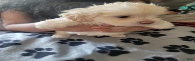 Shih Tzu 2