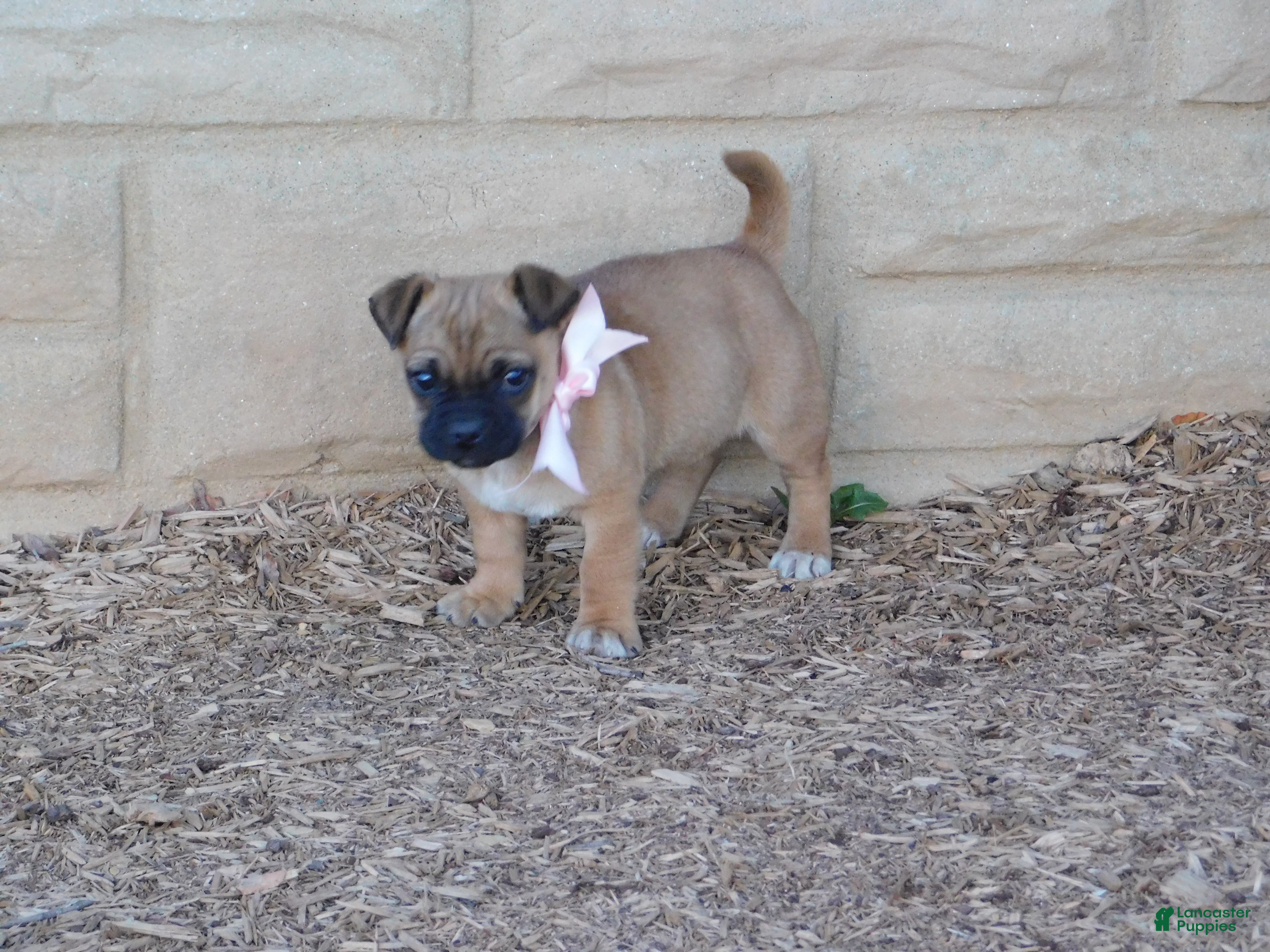 Jug dogs Teddy - Ad 4