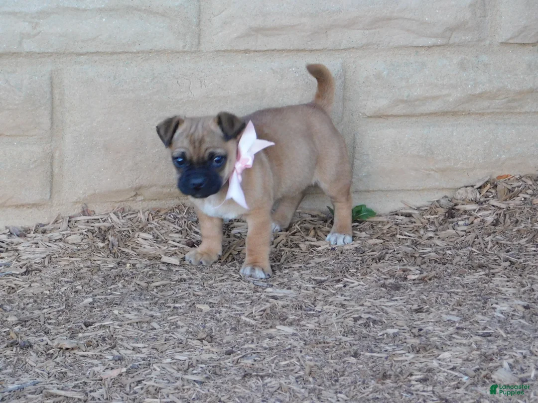 Jug dogs for sale: Teddy - Ad 1