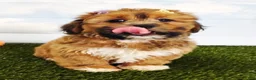 Mixed Breed dogs for sale: Eva - Ad 4