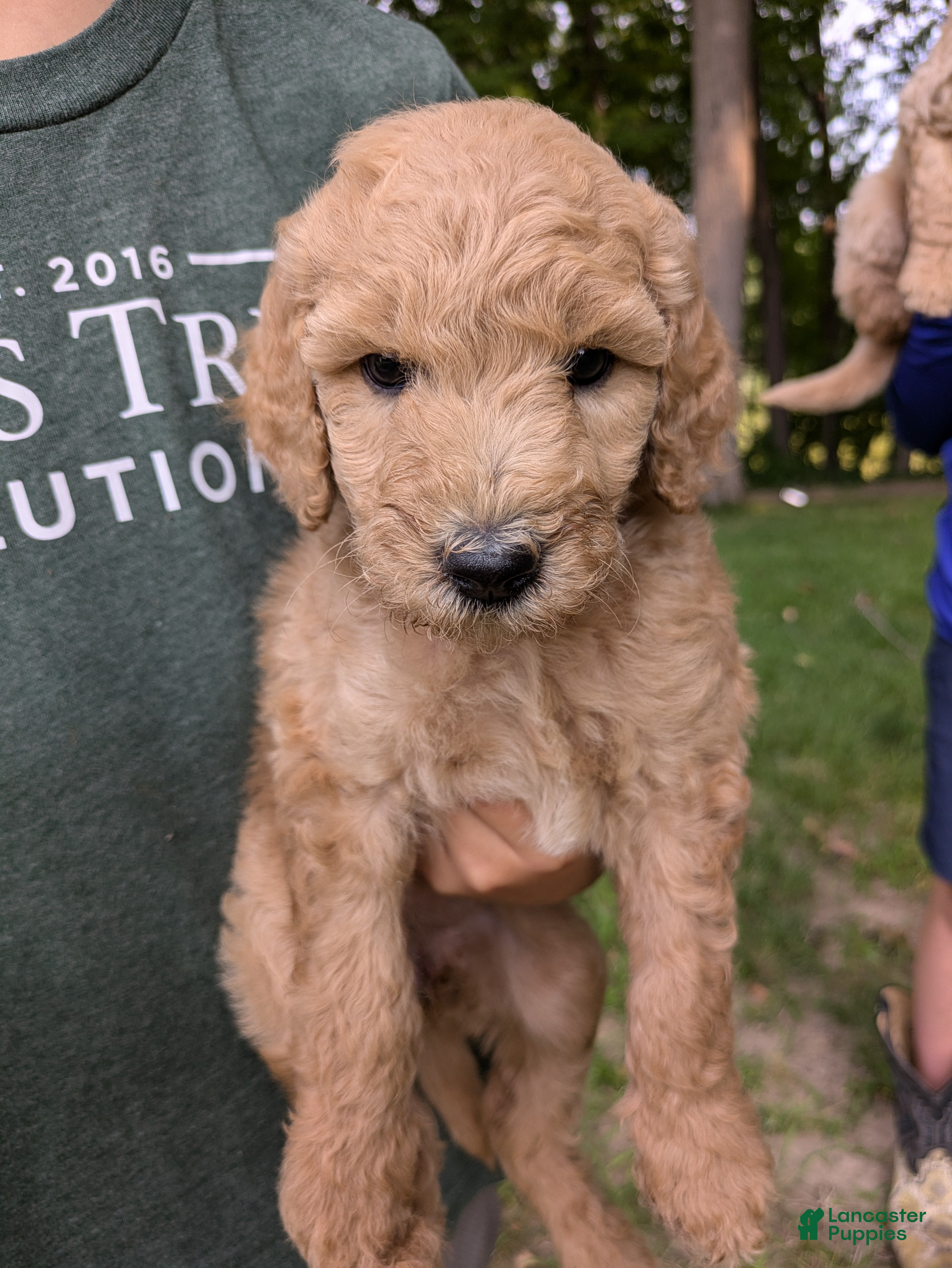 Goldendoodle dogs Petunia - Ad 1