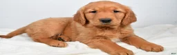 Golden Retriever dogs for sale: Annabelle - Ad 1
