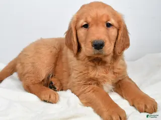 Golden Retriever dogs Annabelle - Ad 7
