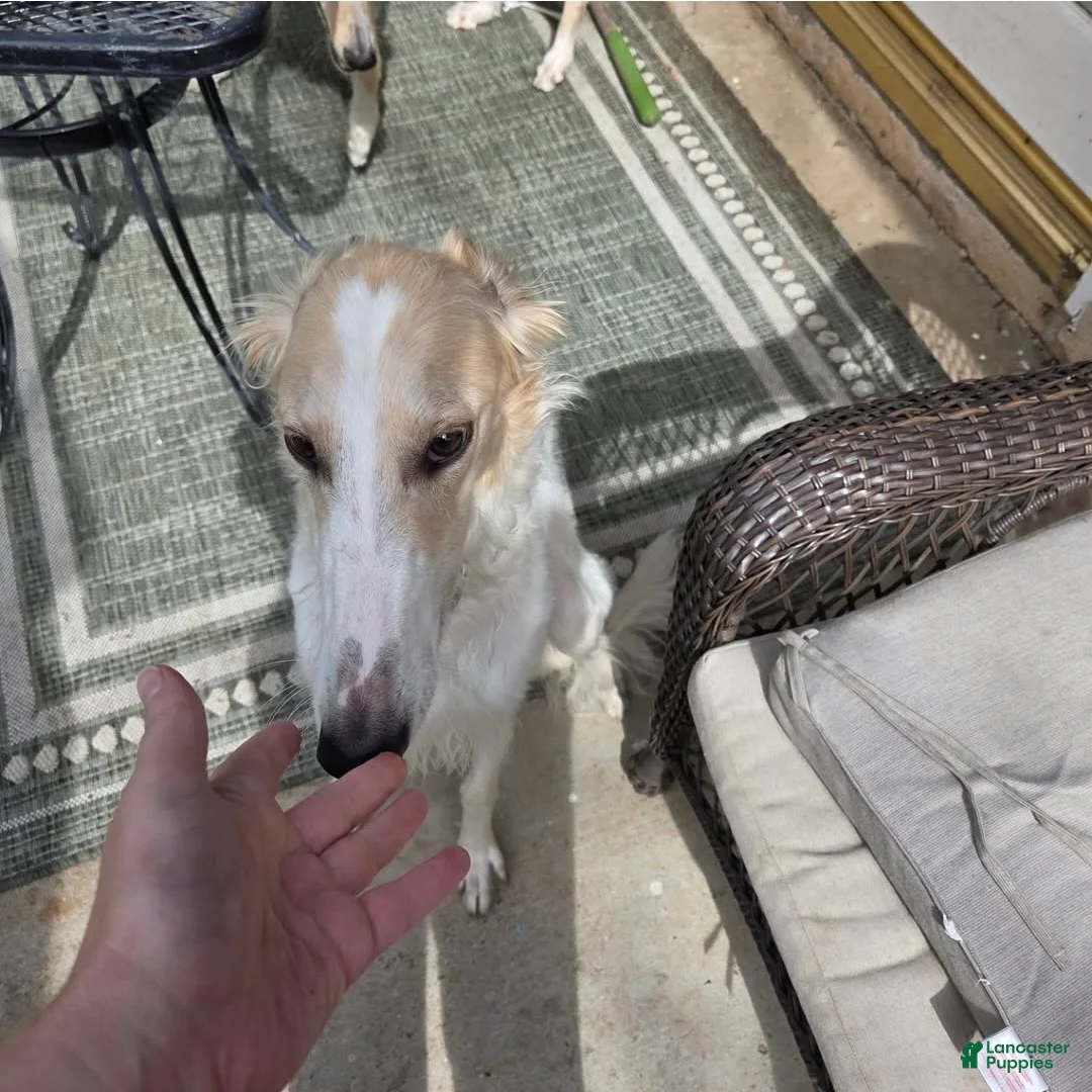 Borzoi dogs for sale: Arthur - Ad 2