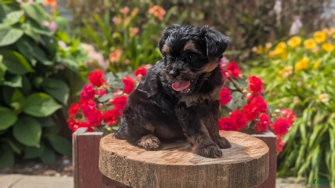 Yorkiepoo dogs for sale: Ziggy - Ad 2