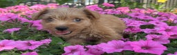 Schnoodle dogs for sale: Isaiah - Ad 21