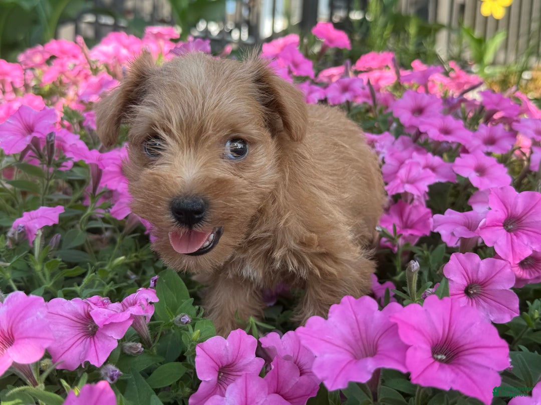 Schnoodle dogs for sale: Isaiah - Ad 21