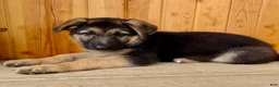 German Shepherd dogs for sale: Pippa - Ad 8