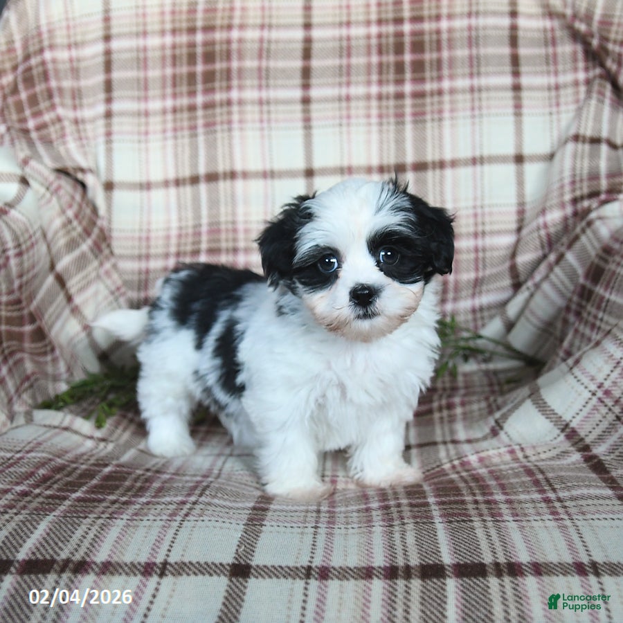 Teddy Bear dogs Winter - Ad 42