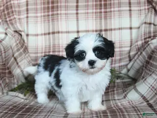 Teddy Bear dogs Winter - Ad 42