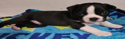 Boston Terrier dogs for sale: Boston Terrier 2 - Ad 1