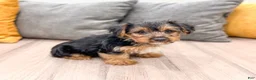 Yorkshire Terrier dogs for sale: Ivy - Ad 3