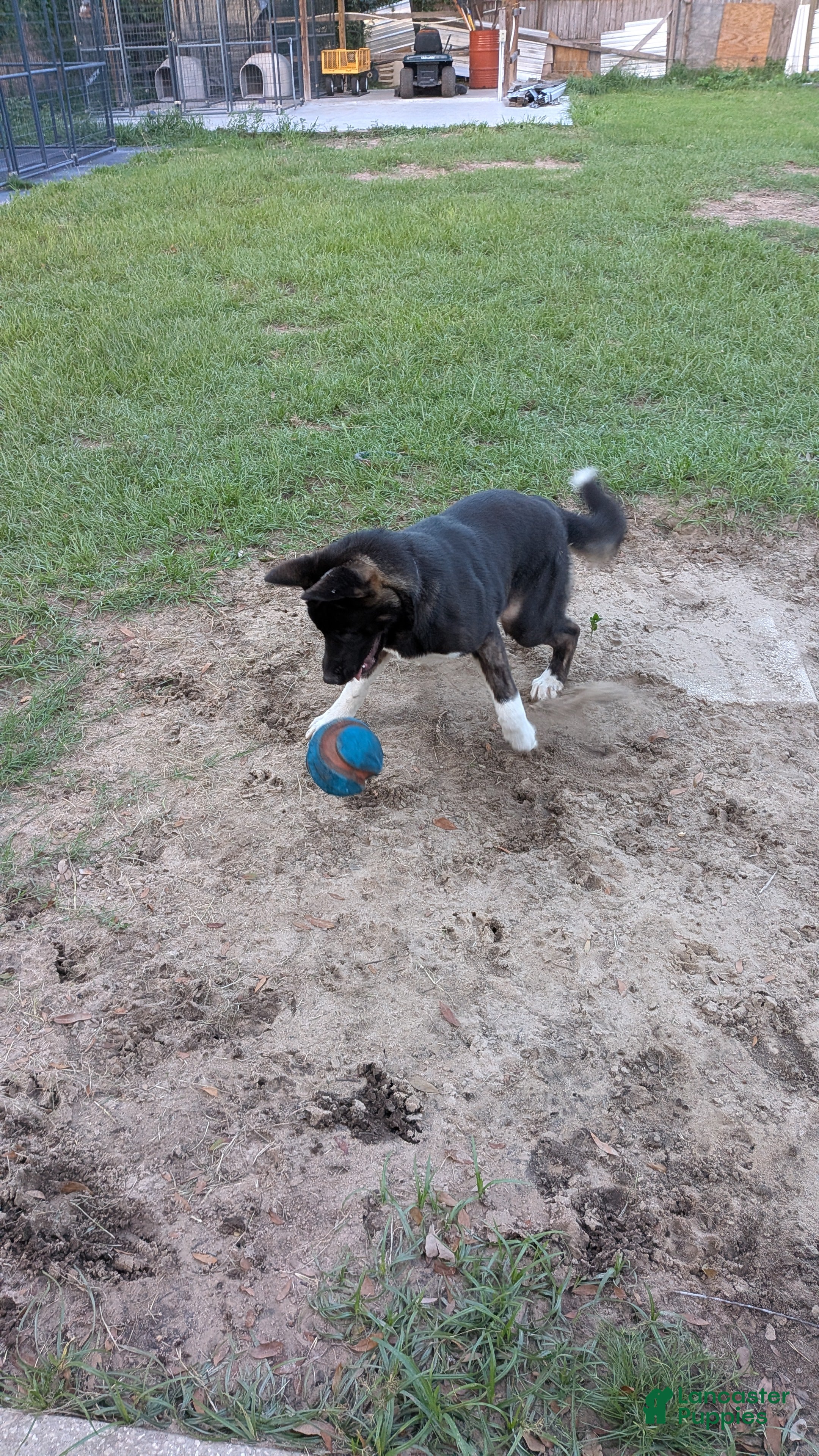 Akita dogs Kimi Available  - Ad 2