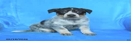Australian Cattle Dog dogs for sale: Bess  - Ad 2