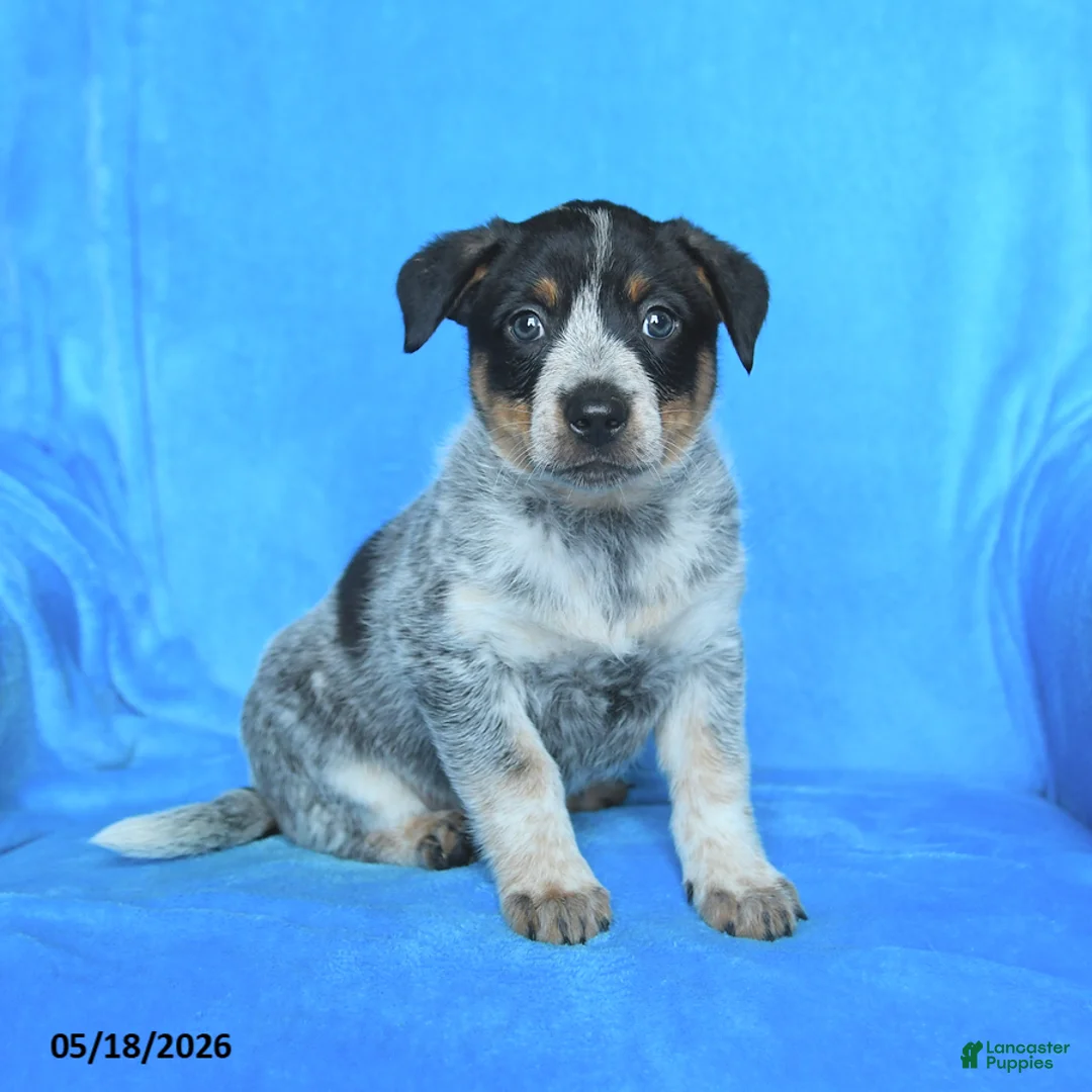 Australian Cattle Dog dogs for sale: Bess  - Ad 2