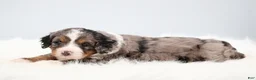 Mini Bernedoodle dogs for sale: Felix  - Ad 15