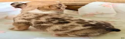 French Bulldog dogs for sale: French Bulldog 6 - Ad 3