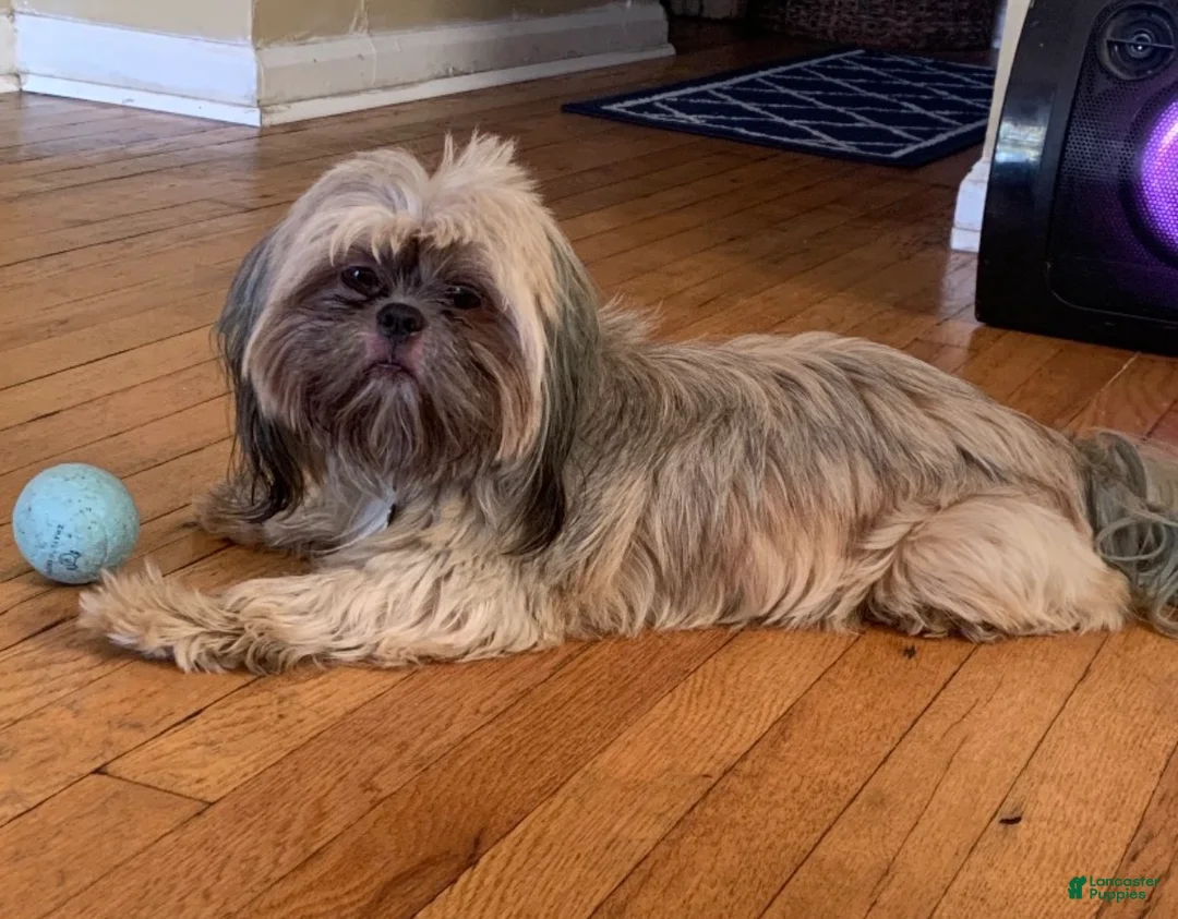 Shih Tzu dogs for stud: CKC&OFA Shih Tzu Stud - Ad 2